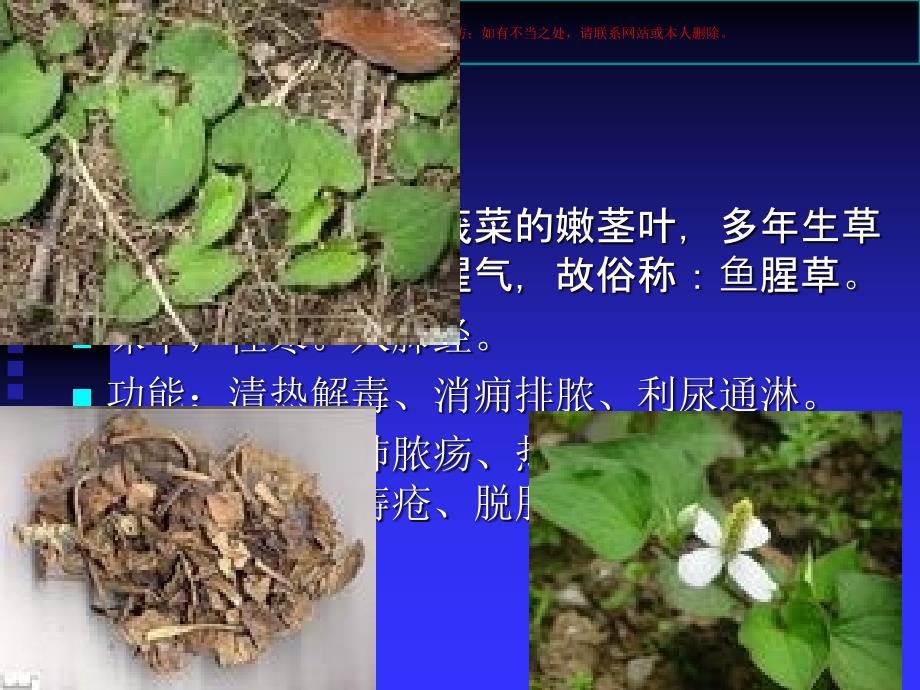 被子药用植物课件_第1页