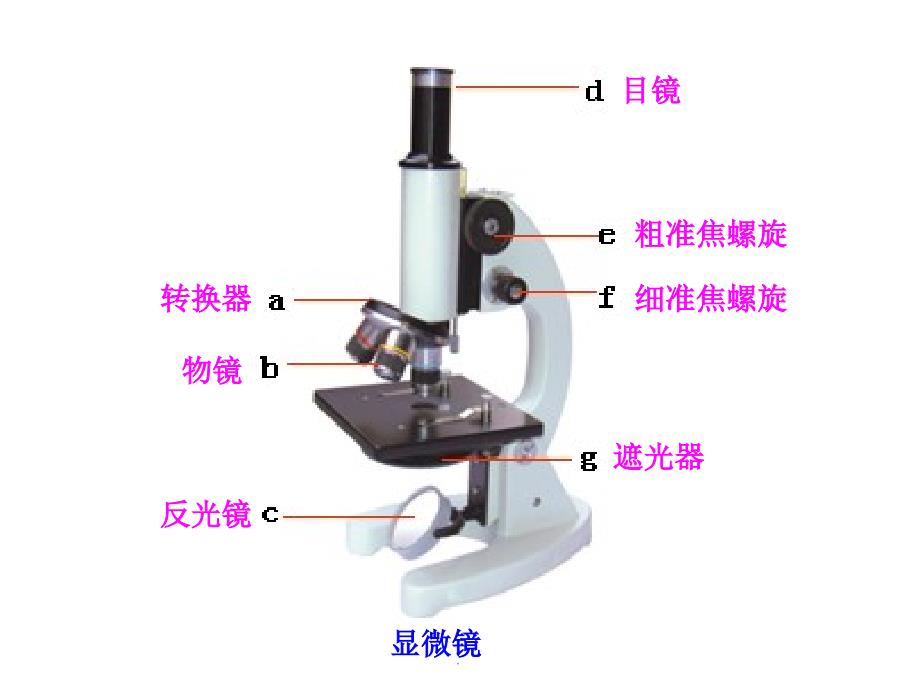 医学课件-初中生物重点图集教学课件_第1页