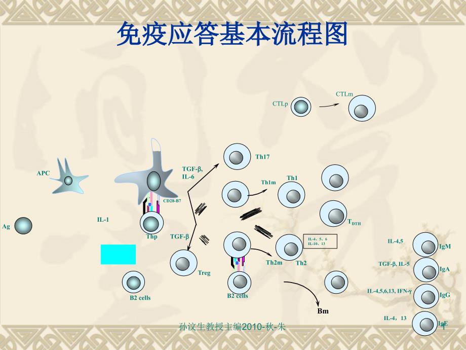 免疫应答基本流程图课件_第1页