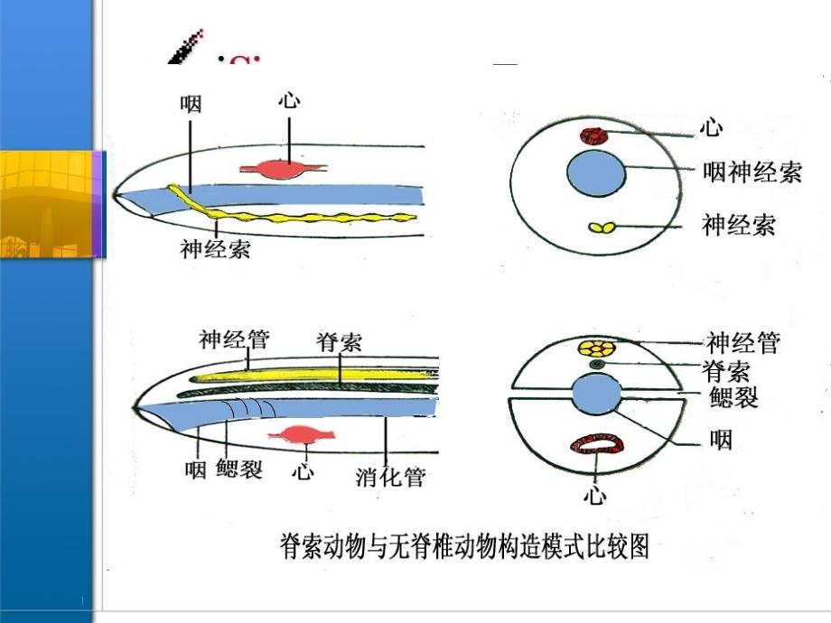 医学生物学chapter18动物界的主要类群第10节课件_第1页