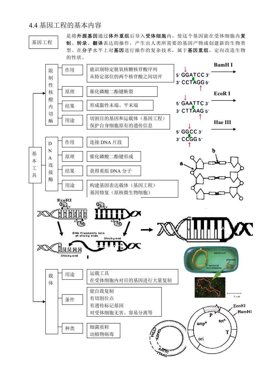 高中生物基因工程_第1页