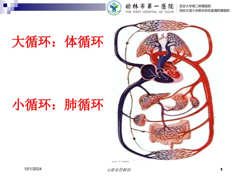 心脏血管解剖培训课件_第1页