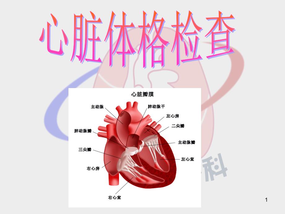 心脏体格检查医学课件_第1页