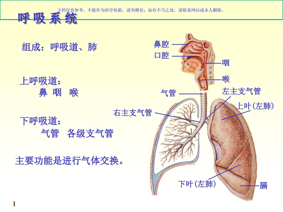 呼吸系统宣教课件_第1页