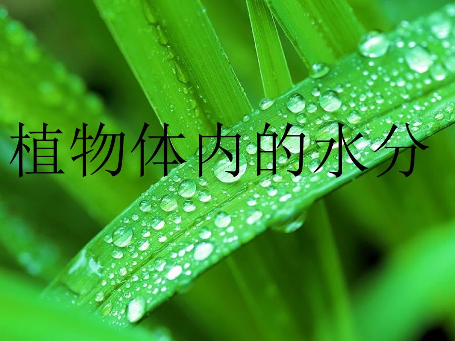 植物体内的水分_第1页