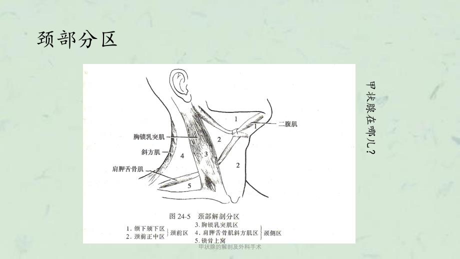 甲状腺的解剖及外科手术课件_第1页