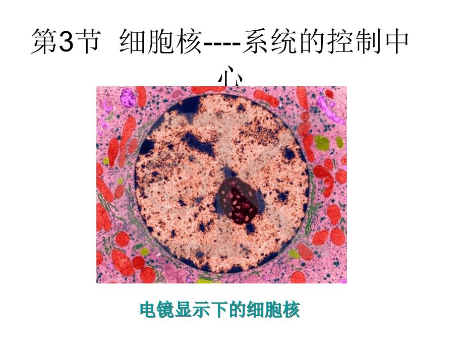 陈碧飞细胞核_第1页