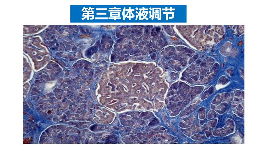 激素与内分泌系统-ppt课件【新教材】新人教版_第1页