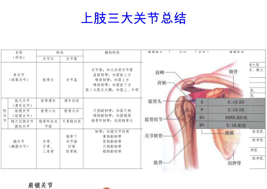 运动解剖学-六大关节表_第1页