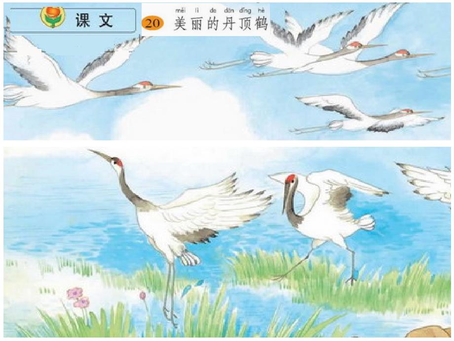 小学语文二年级上册《美丽的丹顶鹤》课件(苏教版国标本)_第1页