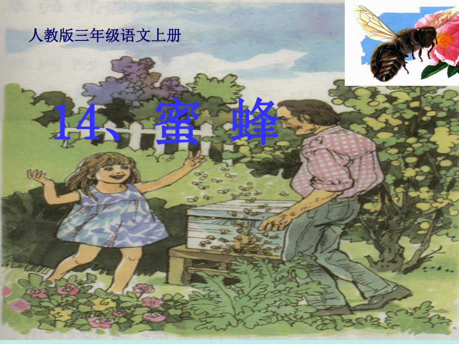 人教版三年级语文上册14《蜜蜂》PPT课件_梁润兴_第1页