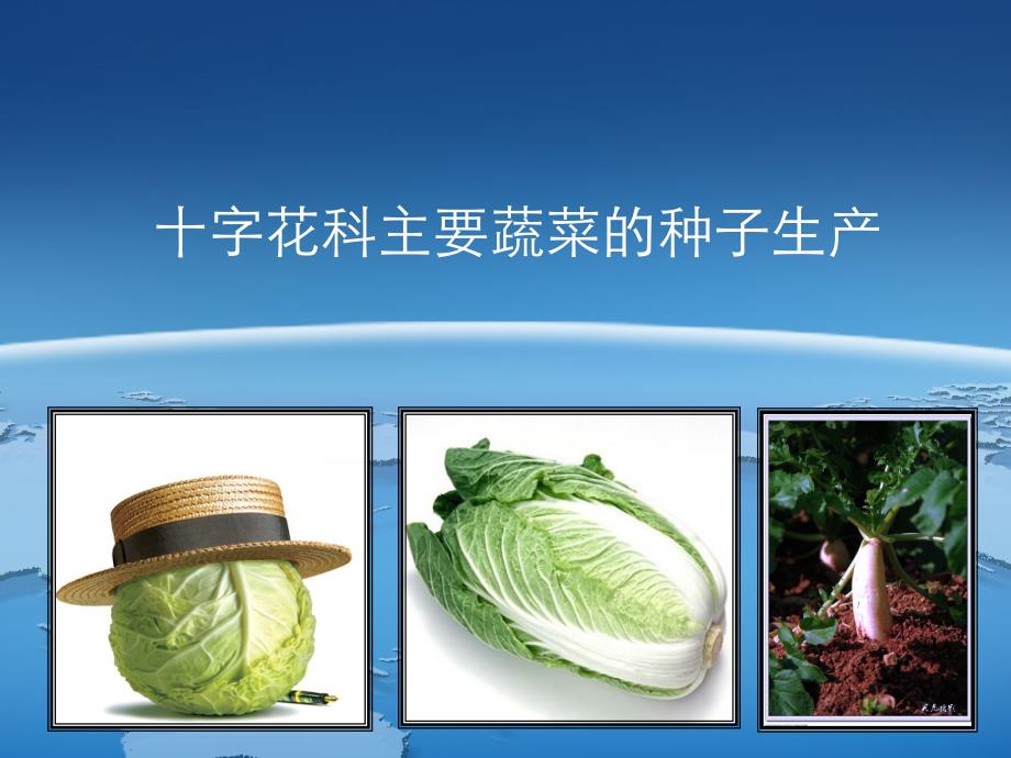 十字花科主要蔬菜的种子生产知识_第1页