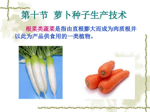 萝卜种子生产技术概述课件
