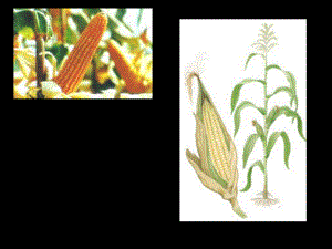 六年级生物下册种子植物课件-五四制鲁科版