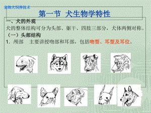 【教学课件】第1章宠物犬饲养技术