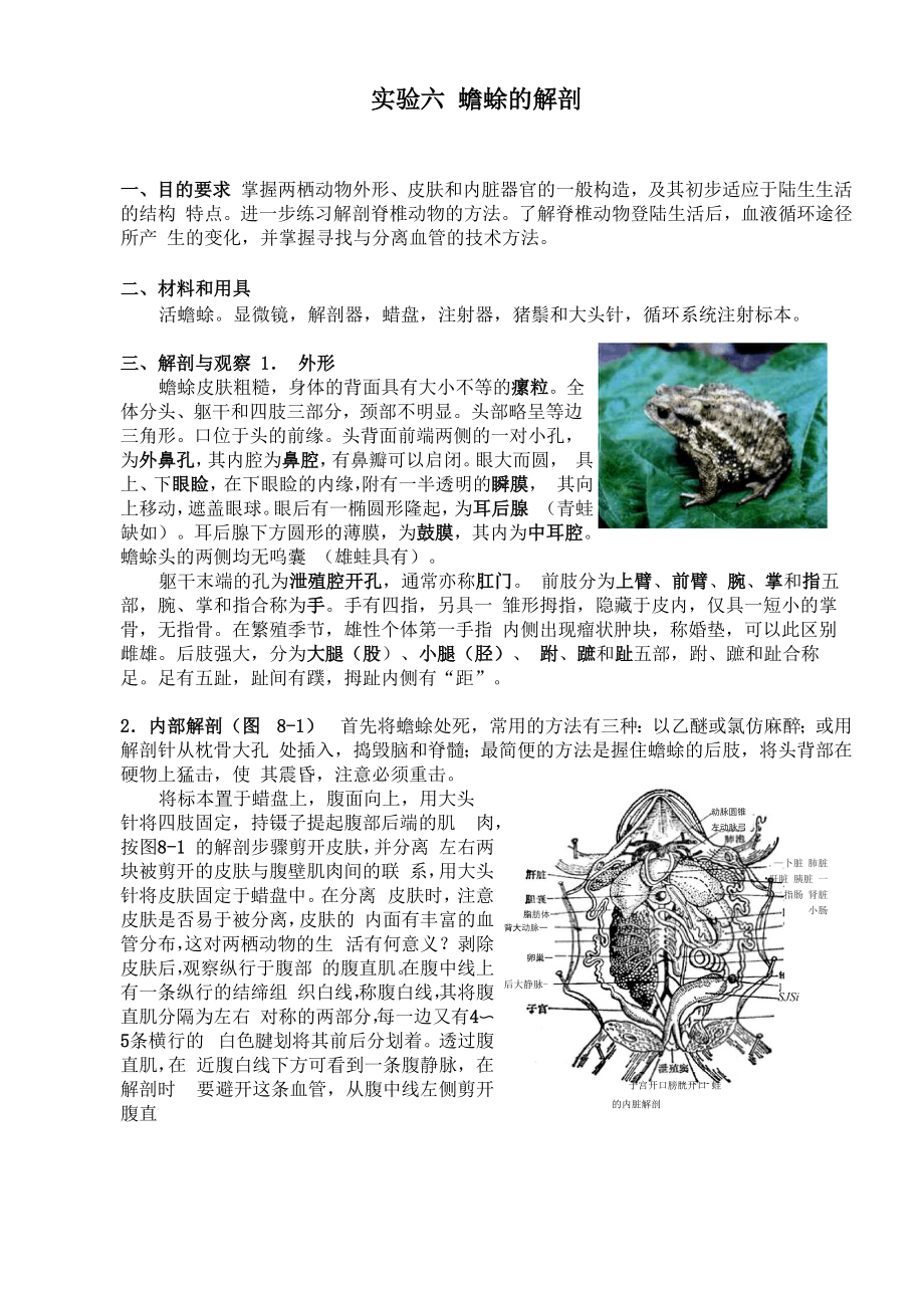 实验蟾蜍的解剖_第1页