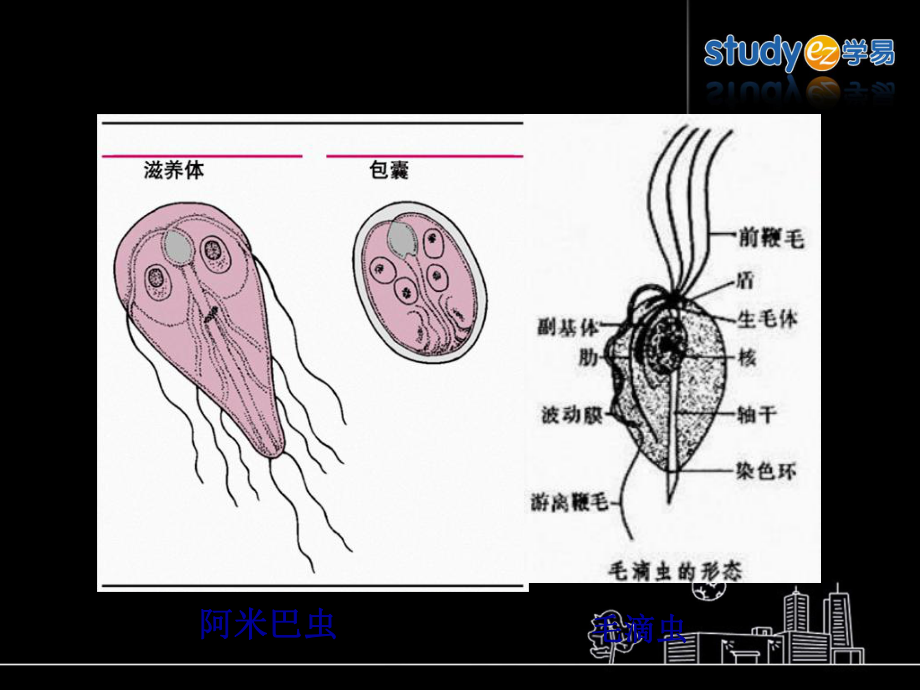 抗阿米巴病药和抗滴虫病药课件_第1页