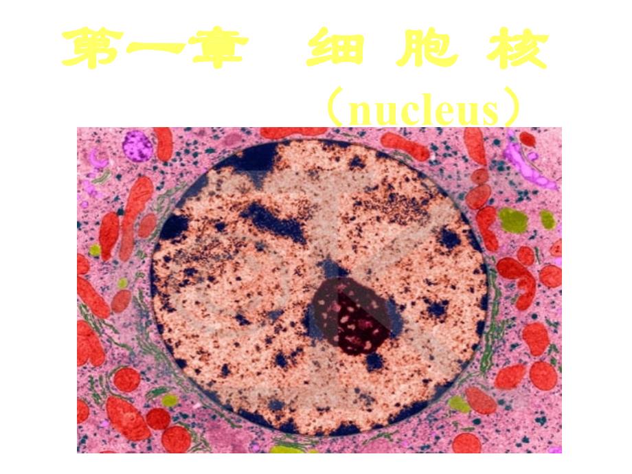 (完整版)称为核孔复合体Cytoplasmicface胞质面Nuclearface课件_第1页