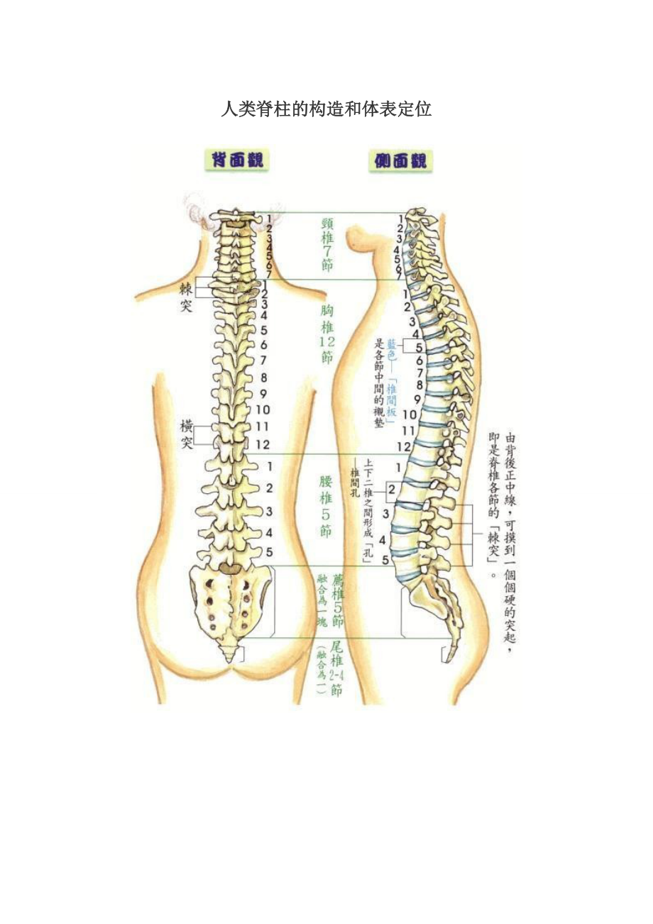 人类脊柱的结构和体表定位_第1页