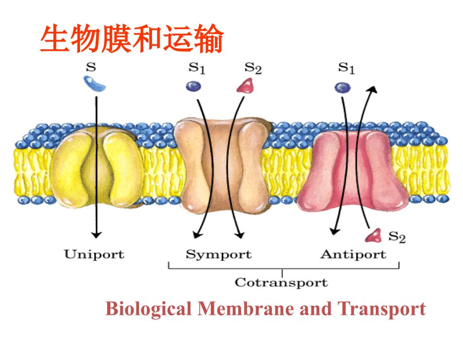 生物化学与分子生物学笔记生物膜和运输课件_第1页