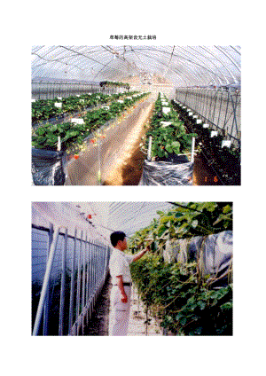 草莓的高架设无土栽培