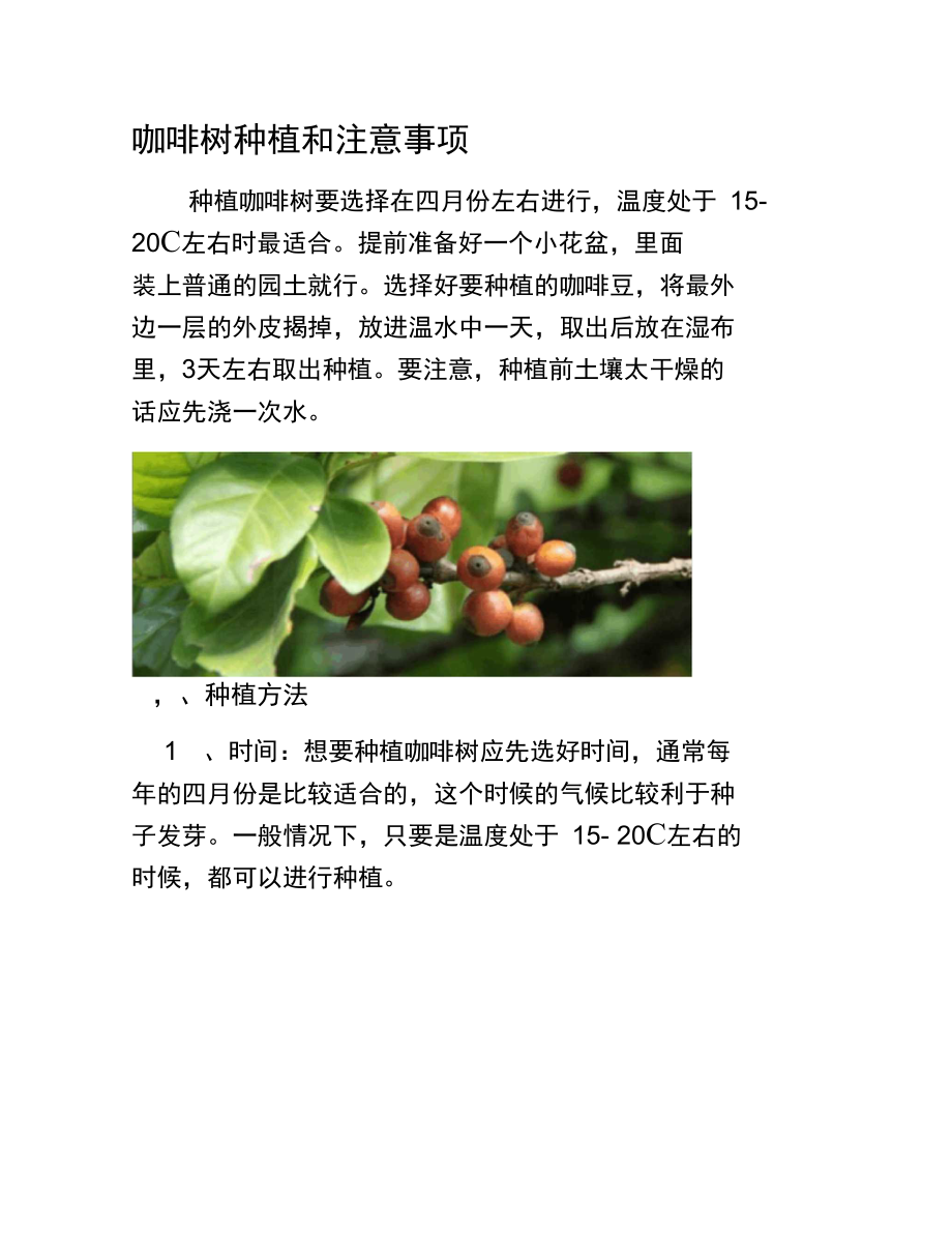 咖啡树种植和注意事项_第1页