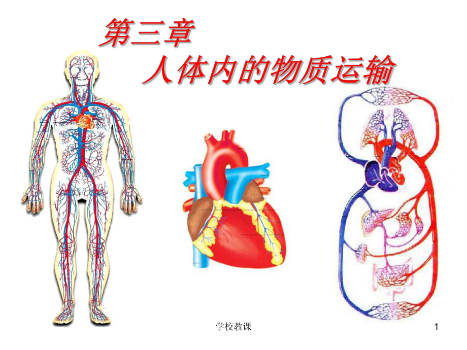 七年級(jí)生物人體內(nèi)的物質(zhì)運(yùn)輸課件【講課適用】_第1頁