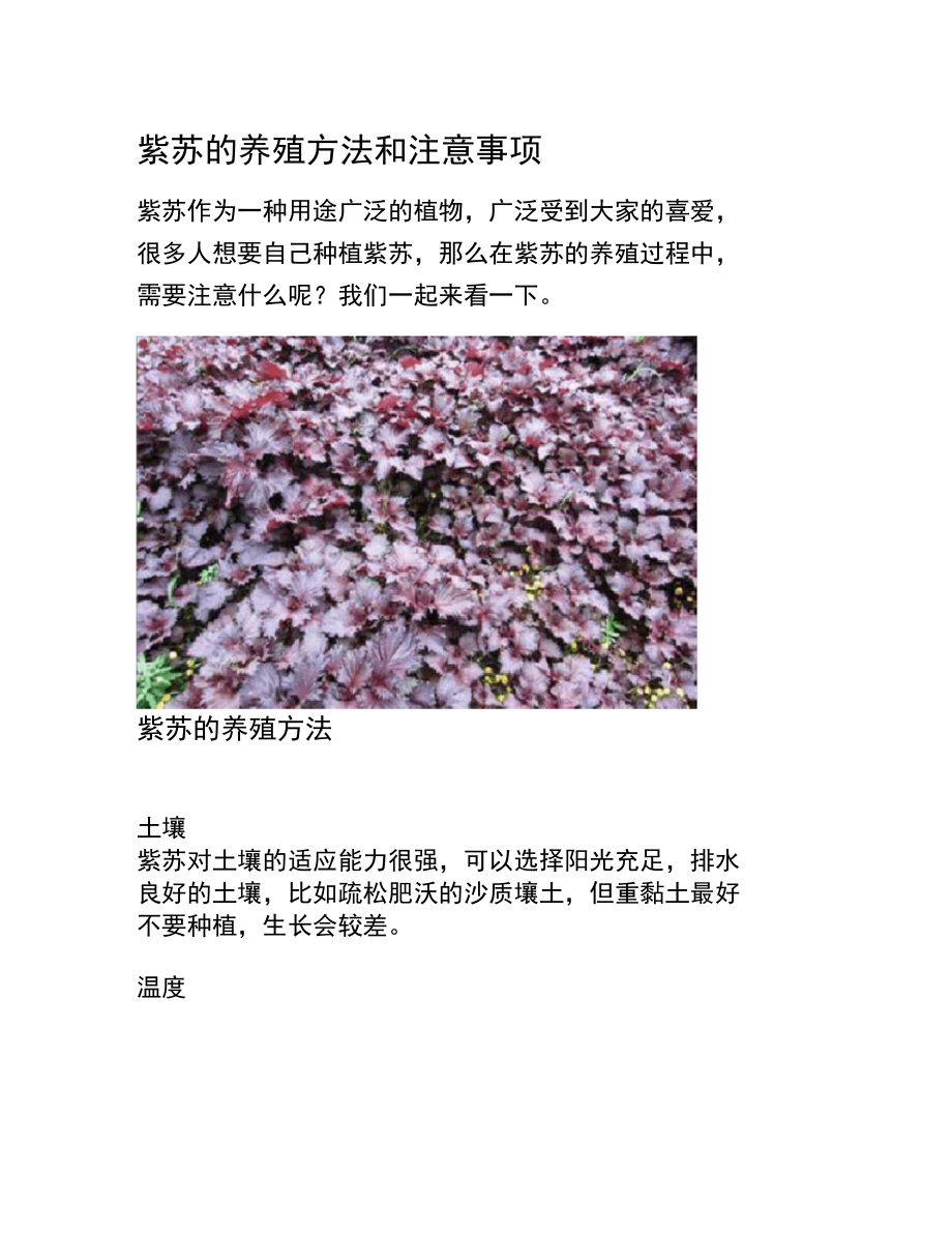 紫苏的养殖方法和注意事项_第1页