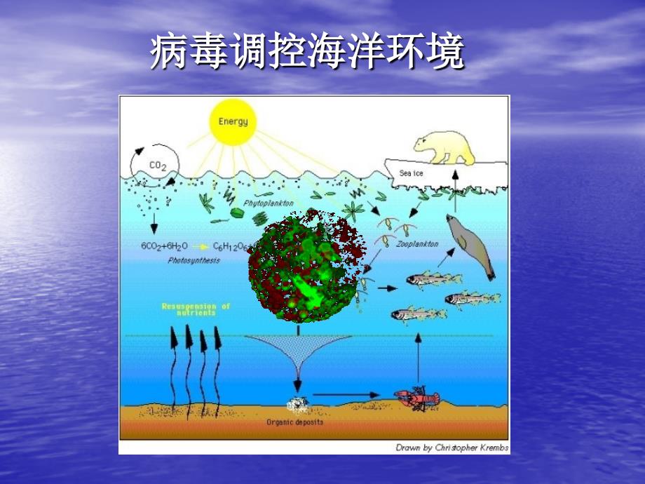 病毒调控海洋环境_第1页