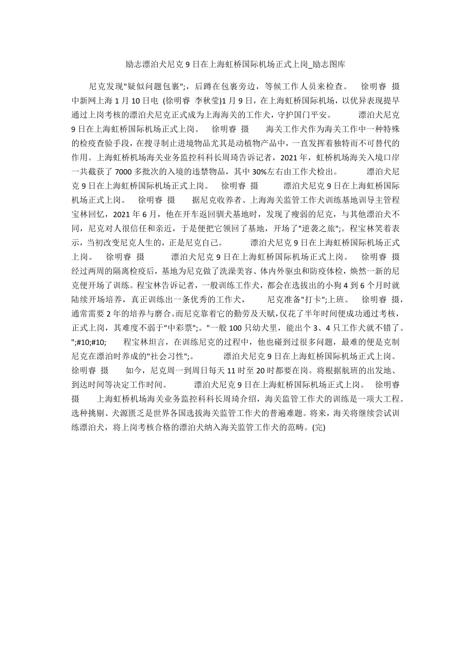 励志流浪犬尼克9日在上海虹桥国际机场正式上岗_第1页