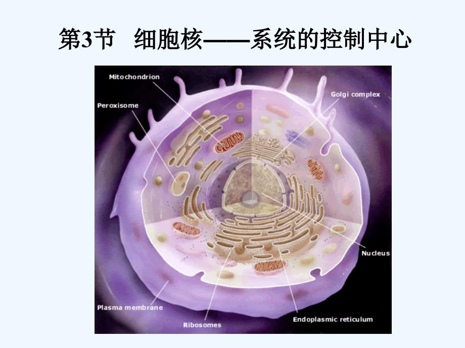 细胞核—系统控制中心_第1页