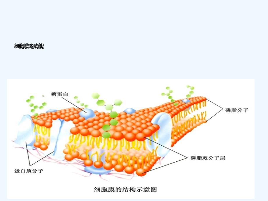 细胞膜功能_第1页