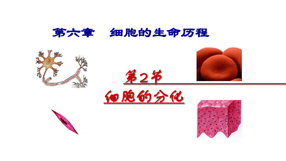 第二节细胞分化_第1页