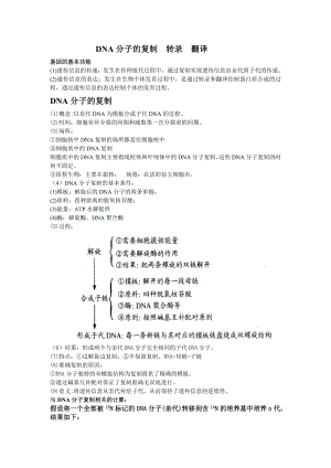 第四章DNA分子的復(fù)制轉(zhuǎn)錄翻譯