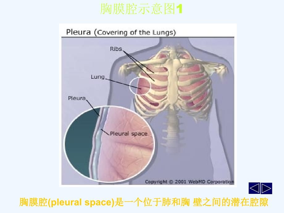 胸腔积液第六版_第1页