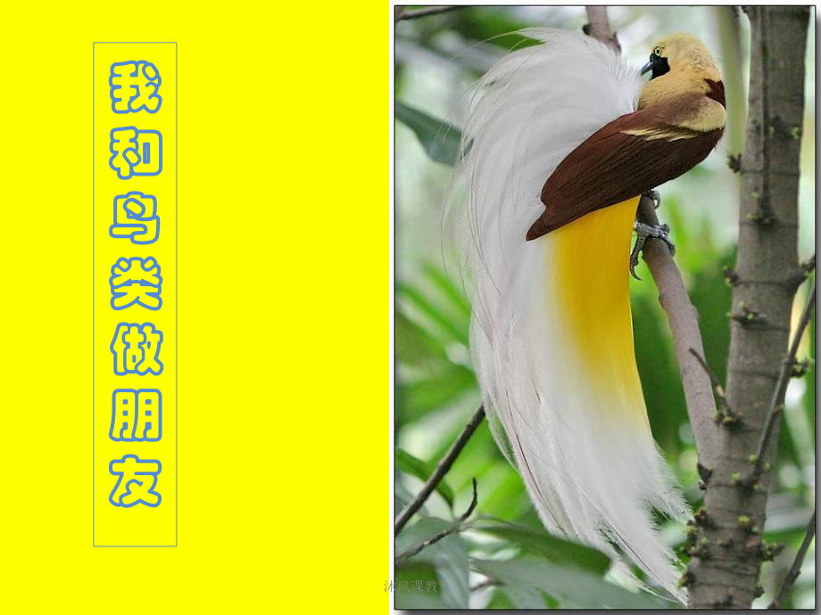 五年級(jí)上綜合實(shí)踐活動(dòng)《我和鳥(niǎo)類做朋友》（谷風(fēng)校園）_第1頁(yè)