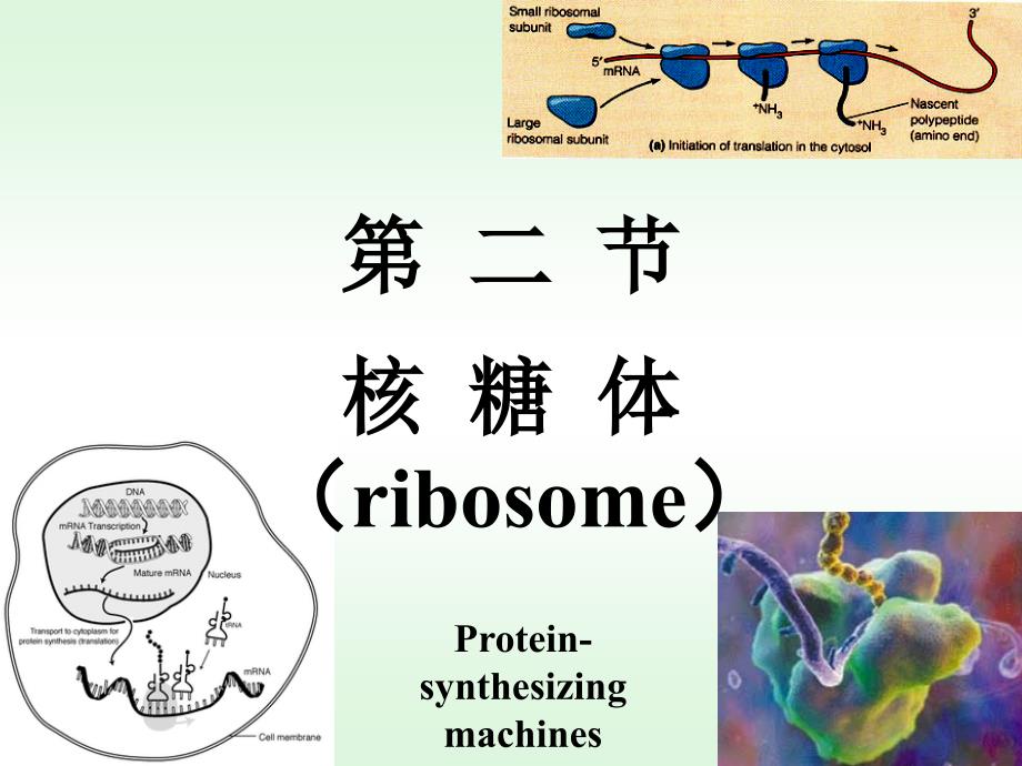 11-核糖体 细胞生物学_第1页