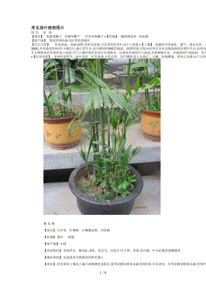 常绿花卉75178
