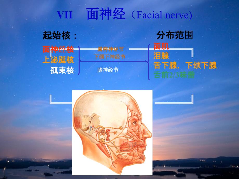 面神经解剖x_第1页