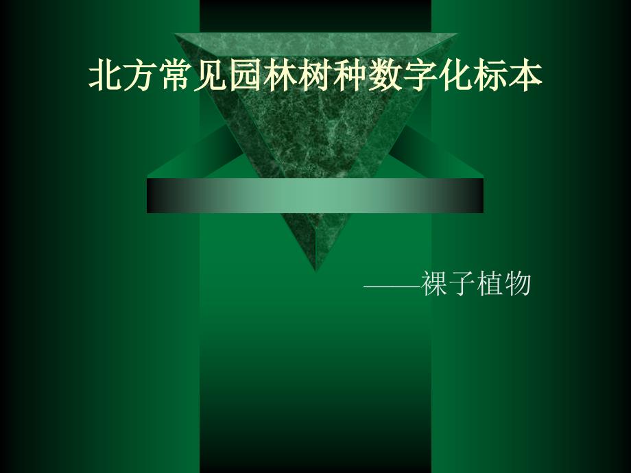 北方常见园林树木裸子植物_第1页