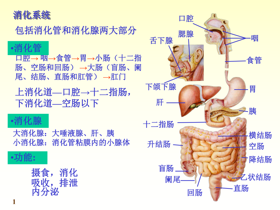 消化系统局部解剖学文档资料_第1页