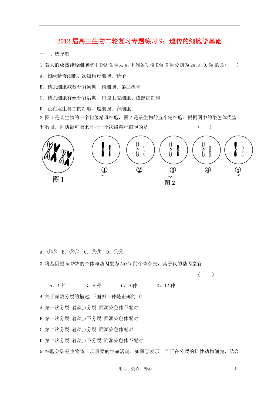 2012屆高三生物二輪復(fù)習(xí) 遺傳的細(xì)胞學(xué)基礎(chǔ)專題練習(xí)9_第1頁