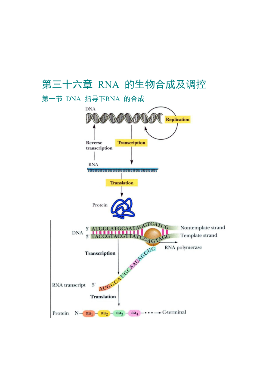 第36章 RNA 的生物合成及調(diào)控_第1頁