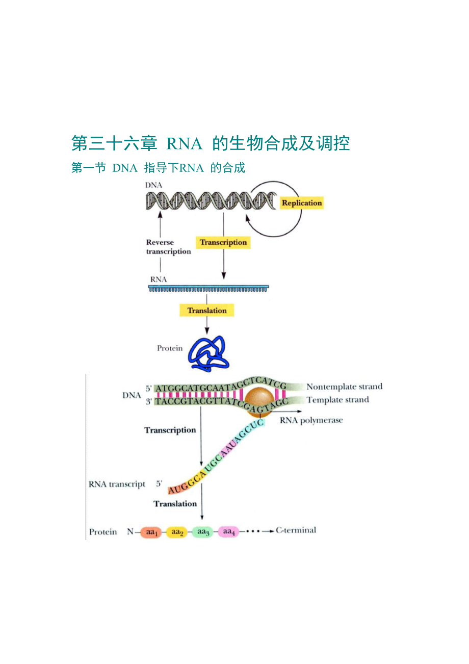 第36章RNA的生物合成及调控_第1页