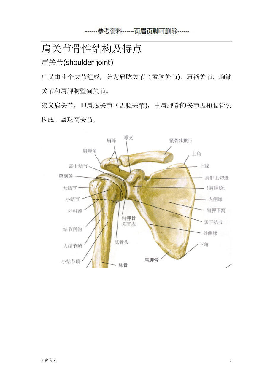 肩关节骨性结构及特点（特制内容）_第1页