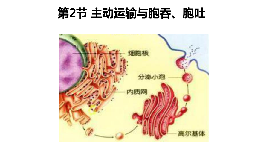 主動運輸與胞吞胞吐ppt課件新教材人教版高中生物必修一_第1頁