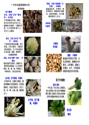 广州常见蔬菜水果生物学形态分类