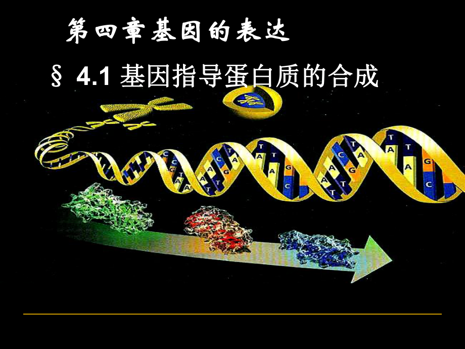 基因指导蛋白质的合成使用完成课件_第1页