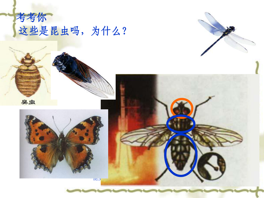 昆虫的和发育11级课件_第1页