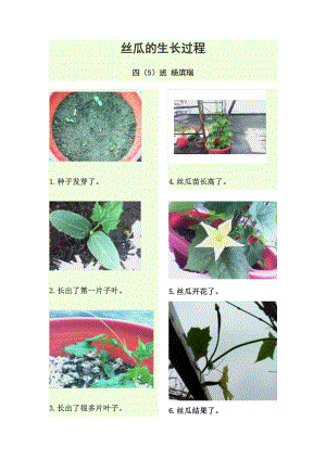 丝瓜的生长过程-21041001